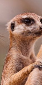 Surikat,Trois,Famille,Suricate,Une Famille,Animaux