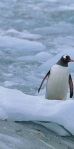 Animals,Three,North,Pinguins,Linux