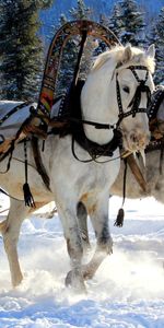 Chevaux,Équipe,Traîneau,Neige,Trois,Luge,Animaux