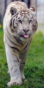 Tigre Blanco,Animales,Gato Grande,Lengua Saliente,Lengua Pegada Hacia Fuera,Animal,Tigre