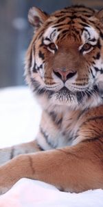 Animaux,Tigres