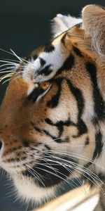 Animales,Tigres