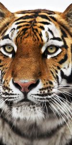 Animales,Tigres