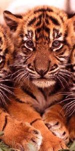 Animaux,Tigres