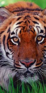 Tigres,Animales