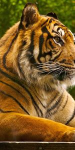 Animaux,Tigres