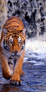 Tigres,Animaux