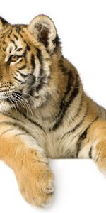 Animaux,Tigres