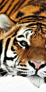 Animales,Tigres