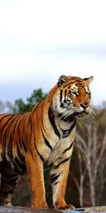 Animaux,Tigres