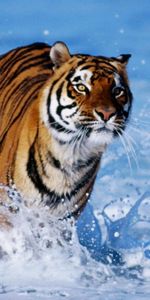 Animales,Tigres