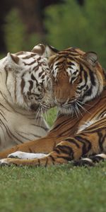 Animales,Tigres