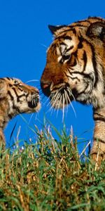 Animales,Tigres