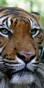 Animaux,Tigres