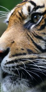 Animaux,Tigres