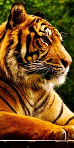 Animales,Tigres