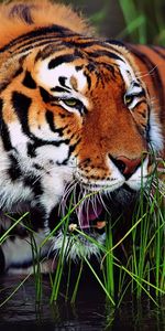 Tigres,Animales