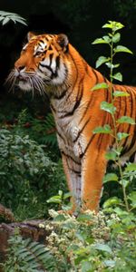 Animales,Tigres