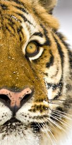 Tigres,Animales