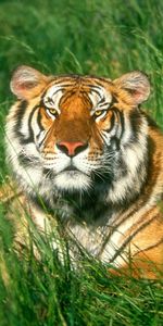 Tigres,Animales