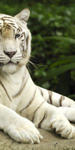 Tigres,Animaux