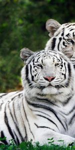 Animales,Tigres