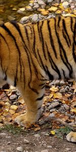 Animaux,Tigres