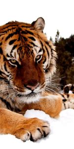 Animaux,Tigres