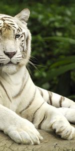 Animaux,Tigres