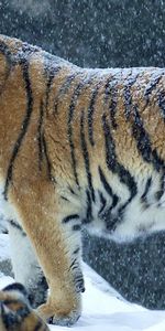 Animaux,Tigres