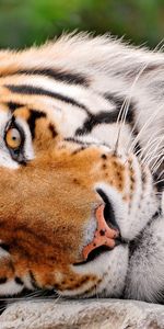 Animales,Tigres