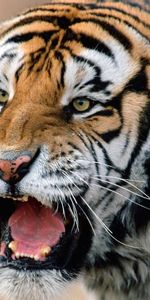 Animaux,Tigres