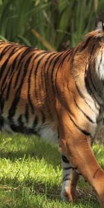 Animales,Tigres