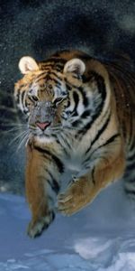 Animaux,Tigres