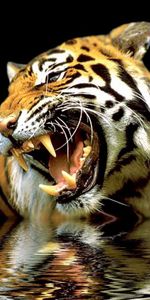 Animales,Tigres