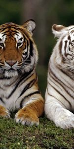 Animaux,Tigres