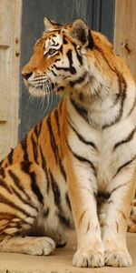 Animaux,Tigres