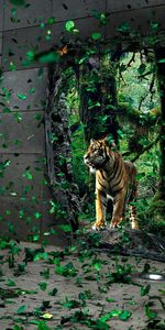 Animals,Tigers