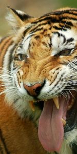 Animales,Tigres