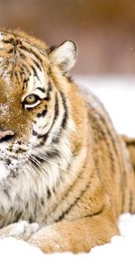 Animaux,Tigres