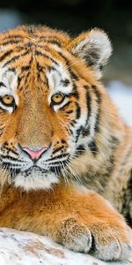 Animaux,Tigres