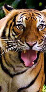 Animales,Tigres