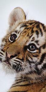 Animales,Tigres