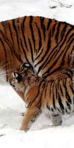 Animaux,Tigres