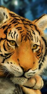 Animales,Tigres