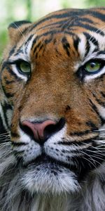 Animaux,Tigres