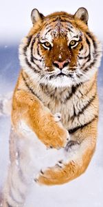 Animaux,Tigres