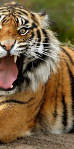 Animaux,Tigres