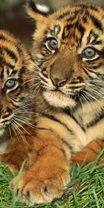 Animales,Tigres