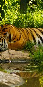 Animales,Tigres